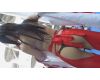 Ultra-high quality FHD video Sexy cosplayer special feature Panc