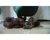 [Video] foot Hihokan  grapes crash  Kiyoka