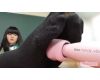 【動画】ラリクマのフェチ日記　みやびすけっと vol.5