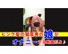 【個撮】ピンク髪の猫耳男の娘がオナニーする動画 Pink-haired cat-ear girl masturbates.